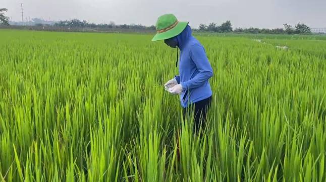 Cán bộ kỹ thuật Trung tâm Dịch vụ tổng hợp xã Quang Minh hướng dẫn nông dân kiểm tra lúa giai đoạn đứng cái, làm đòng.