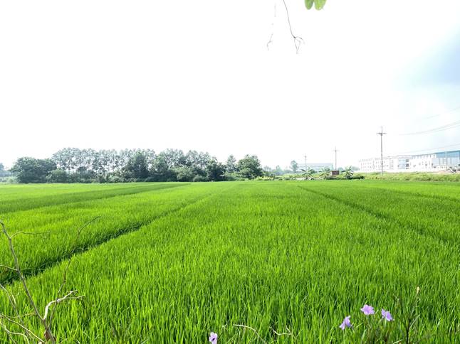 Những cánh đồng lúa vụ Mùa xanh tốt tại xã Quang Minh trong giai đoạn đứng cái, làm đòng