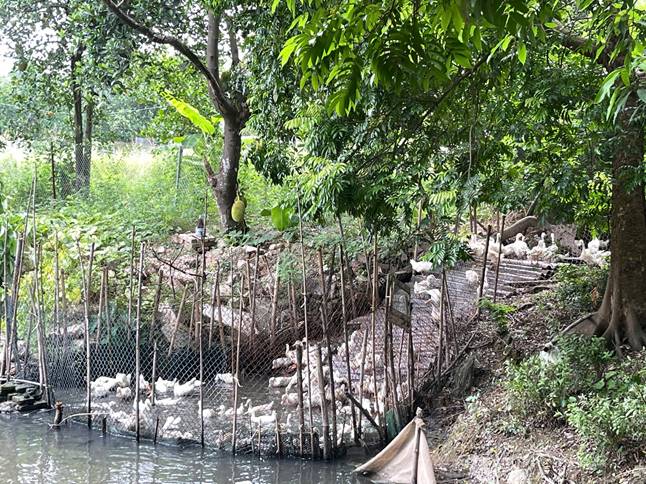 Phun khử trùng, diệt ruồi góp phần cải thiện môi trường chăn nuôi, hạn chế nguy cơ phát sinh bệnh trên đàn vật nuôi